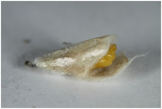 Triprocris yampai cocoon