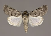 MONA# 10115, <em>Sympistis bakeri</em>