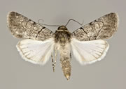 MONA# 10115, <em>Sympistis bakeri</em>