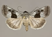 MONA# 10122, <em>Sympistis umbrifascia</em>
