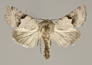 MONA# 10572, <em>Ulolonche dilecta</em>