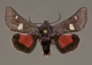 MONA# 11061, <em>Baptarma felicita</em>