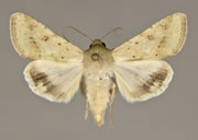 MONA# 11068, <em>Helicoverpa zea</em>