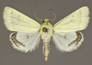 MONA# 11204, <em>Schinia citrinellus</em>