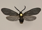 MONA# 0000, <em>Acoloithus</em>