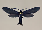 MONA# 4623, <em>Harrisina metallica</em>