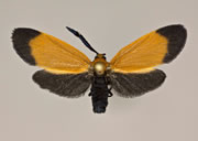 MONA# 4626, <em>Neoalbertia constans</em>