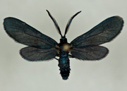 MONA# 4630.1, <em>Triprocris cyanea</em>