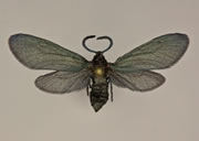 MONA# 4631, <em>Triprocris smithsoniana</em>