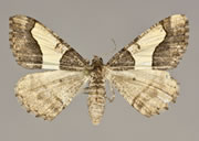 MONA# 6417, <em>Rindgea hypaethrata</em>