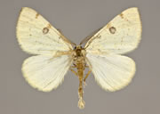 MONA# 6431, <em>Hesperumia sulphuraria</em>