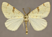 MONA# 6431, <em>Hesperumia sulphuraria</em>