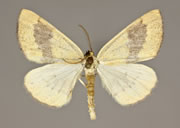 MONA# 6431, <em>Hesperumia sulphuraria</em>