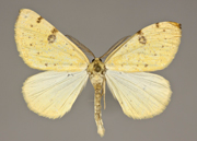 MONA# 6431, <em>Hesperumia sulphuraria</em>