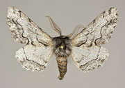 MONA# 6650, <em>Genus species</em>