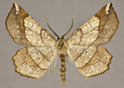 MONA# 6733, <em>Euchlaena amoenaria</em>