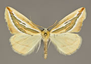 MONA# 6856, <em>Melemaea_virgata</em>