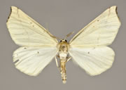 MONA# 0000, <em>Genus species</em>