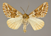 MONA# 6865, <em>Caripeta aequaliaria</em>