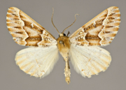 MONA# 6865, <em>Caripeta aequaliaria</em>