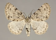 MONA# 6877, <em>Meris paradoxa</em>