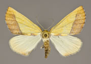 MONA# 6914, <em>Sicya pergilvaria</em>