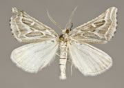 MONA# 6926, <em>Plataea trilinearia</em>