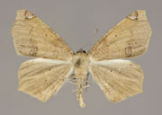 MONA# 6987, <em>Antepione-thisoaria</em>