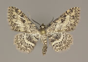 MONA# 7140, <em>Cyclophora_nanaria</em>
