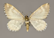 MONA# 7347, <em>Stamnodes formosata</em>