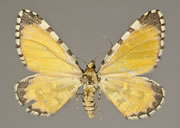 MONA# 7364, <em>Stamnodes tessellata</em>