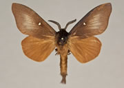 MONA# 7694, <em>Gloveria medusa editha</em>