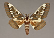 MONA# 7707, <em>Citheronia splendens</em>