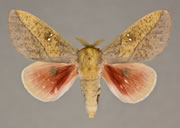 MONA# 7713.1, <em>Sphingicampa montana</em>