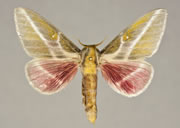 MONA# 7714.1, <em>Sphingicampa_raspa</em>
