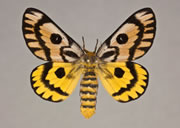 MONA# 7744, <em>Hemileuca eglanterina</em>