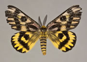 MONA# 7744, <em>Hemileuca eglanterina</em>