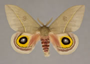 MONA# 7748, <em>Automeris cecrops</em>