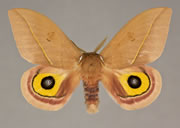 MONA# 7748, <em>Automeris cecrops</em>