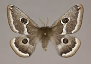 MONA# 7753, <em>Saturnia albofasciata</em>