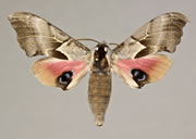 MONA# 7823, <em>Smerinthus saliceti</em>