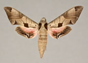 MONA# 7861, <em>Eumorpha achemon</em>