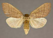 MONA# 7914, <em>Datana chiriquensis</em>