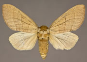 MONA# 7914, <em>Datana chiriquensis</em>