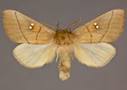 MONA# 7915, <em>Nadata gibbosa</em>