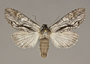 MONA# 7960, <em>Notela jaliscana</em>