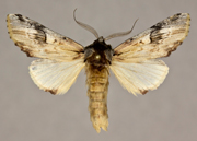 MONA# 8016, <em>Oligocentria perangulata</em>