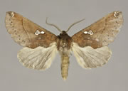 MONA# 8029, <em>Pseudhapigia brunnea</em>