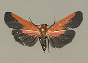 MONA# 8079, <em>Ptychoglene coccinea</em>