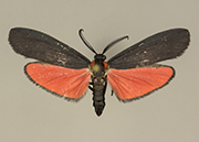 MONA# 8086, <em>Lycomorpha splendens</em>